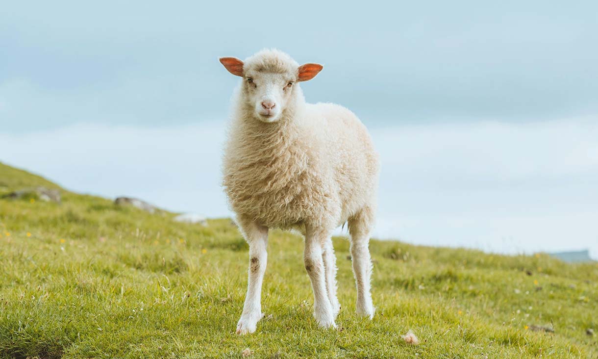 woolkrafts-merino-sheep-img