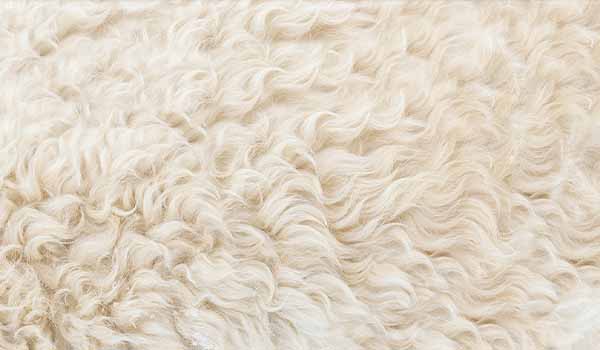 woolkrafts-merino-wool-feature-img